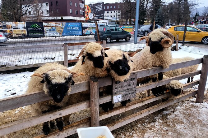 Zakopane Private day trip from Krakow with Hot Springs, cable Car - Krupówki Street: Zakopane’s lively center