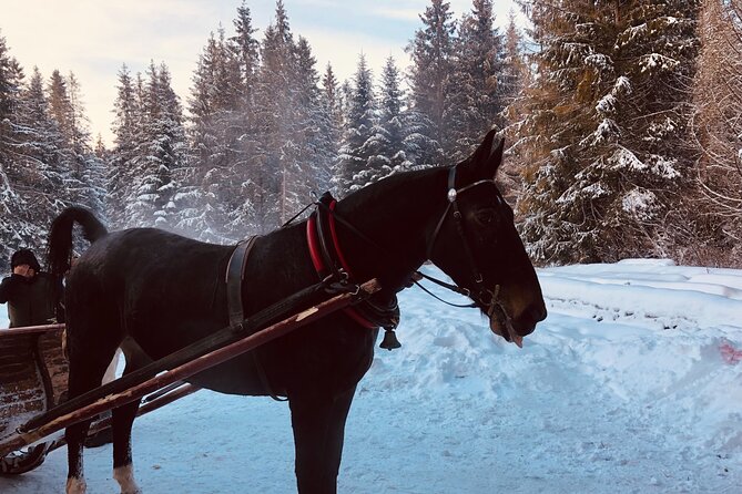 Zakopane & Sleigh Ride with Bonfire - Group Tour from Kraków - Zakopane gives you three hours of choice