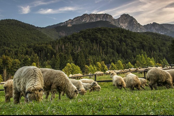 Zakopane & Thermal Springs: Private Tour - Is $217.99 per person fair value?